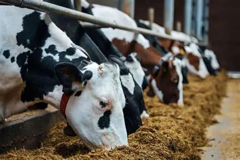 Animal Feed